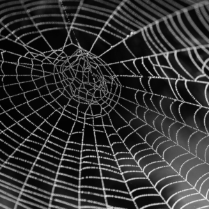 Toile d'araignée représentant la complexité du démarrage d'un projet web